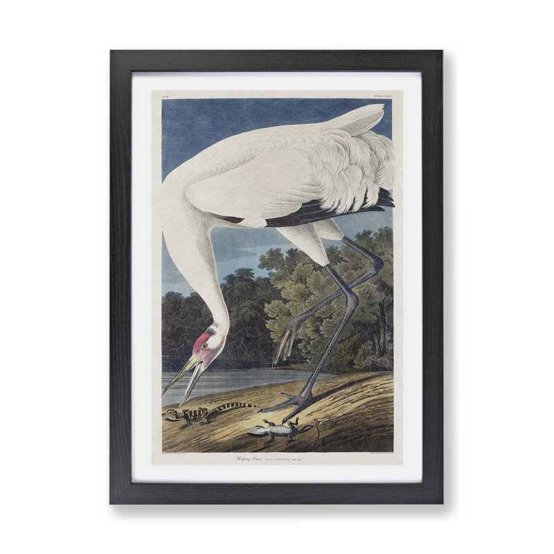 Hooping Crane Bird by John James Audubon - Framed Print, 45cm H x 63cm W x 2cm D, Black