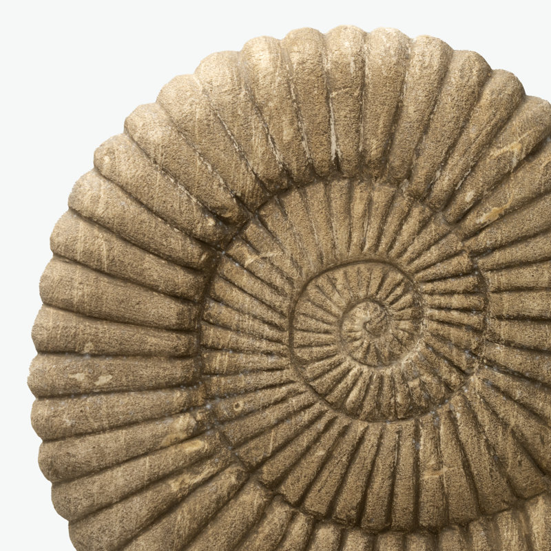 Statue 19 "en pierre naturelle Nautilus 19"