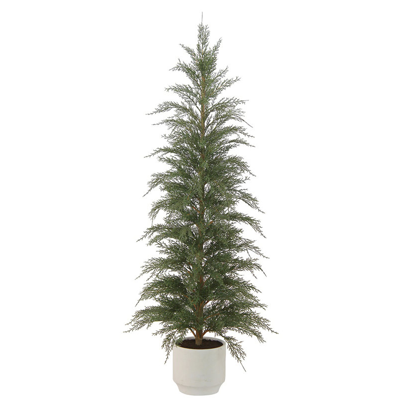 4' Cedar Tree
