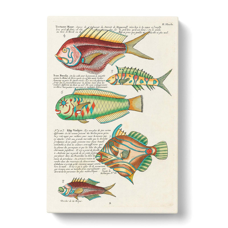 East Indies Fish Illustrations II by Louis Renard - Wrapped Canvas, 76cm H x 50cm W x 3cm D