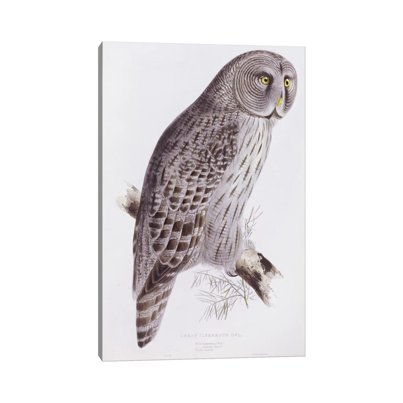 Great Cinereous Owl, From 'the Birds Of Great Britain', Published London, 1862-73 by John Gould - Wrapped Canvas Print