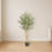Olive Tree with Leaves and Fruit