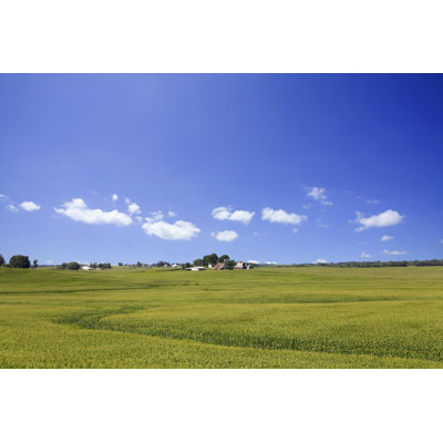 Iowa Corn Field - Wrapped Canvas Print