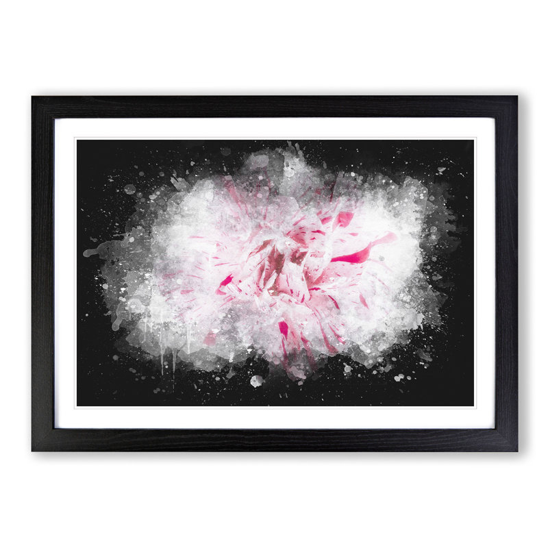 Striking White & Pink Carnation - Picture Frame Graphic Art Print, Black Framed, 45cm H x 63cm W x 2cm D