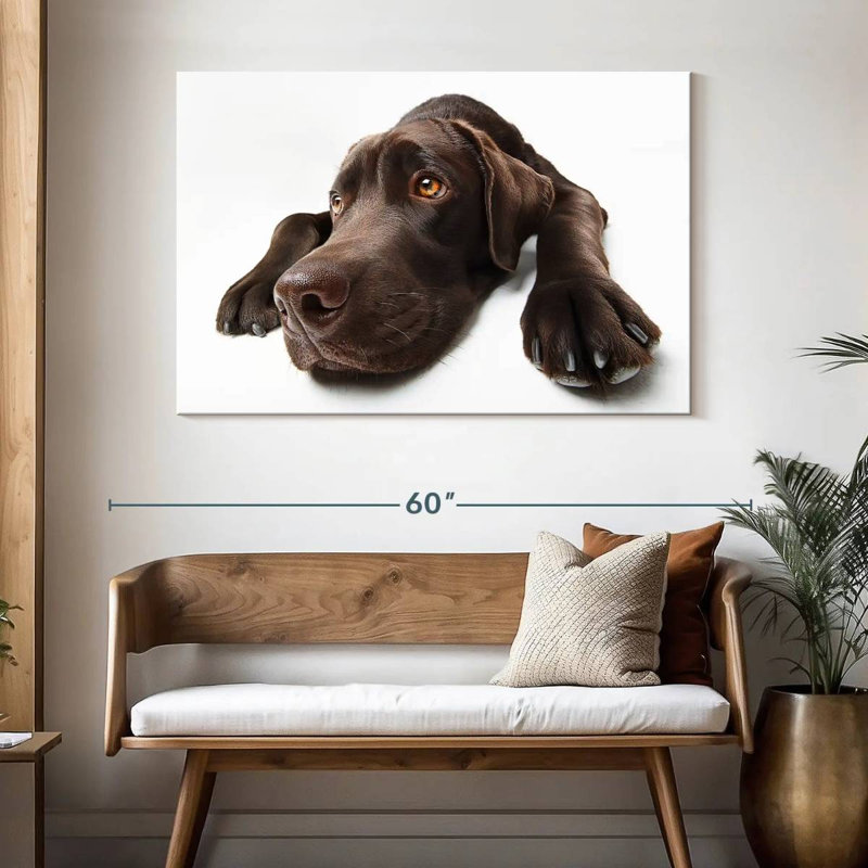 Labrador brun chocolat Brampt, H 32 po x l 48 po