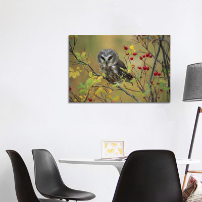 Northern Saw-Whet Owl Perching In A Wild Rose Bush, British Columbia, Canada I by Tim Fitzharris - Wrapped Canvas Print