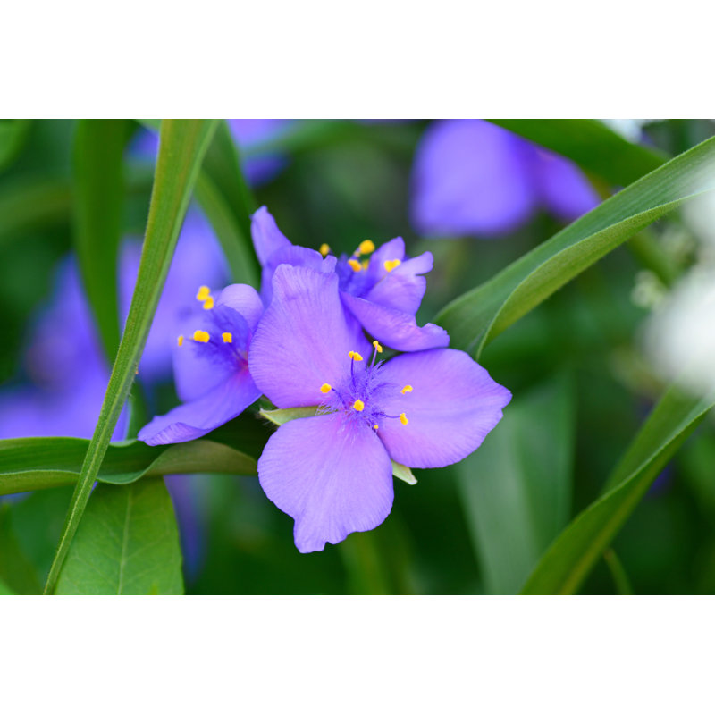 Spiderwort Purple by 49pauly - Wrapped Canvas Print, 81cm H x 122cm W x 3.8cm D