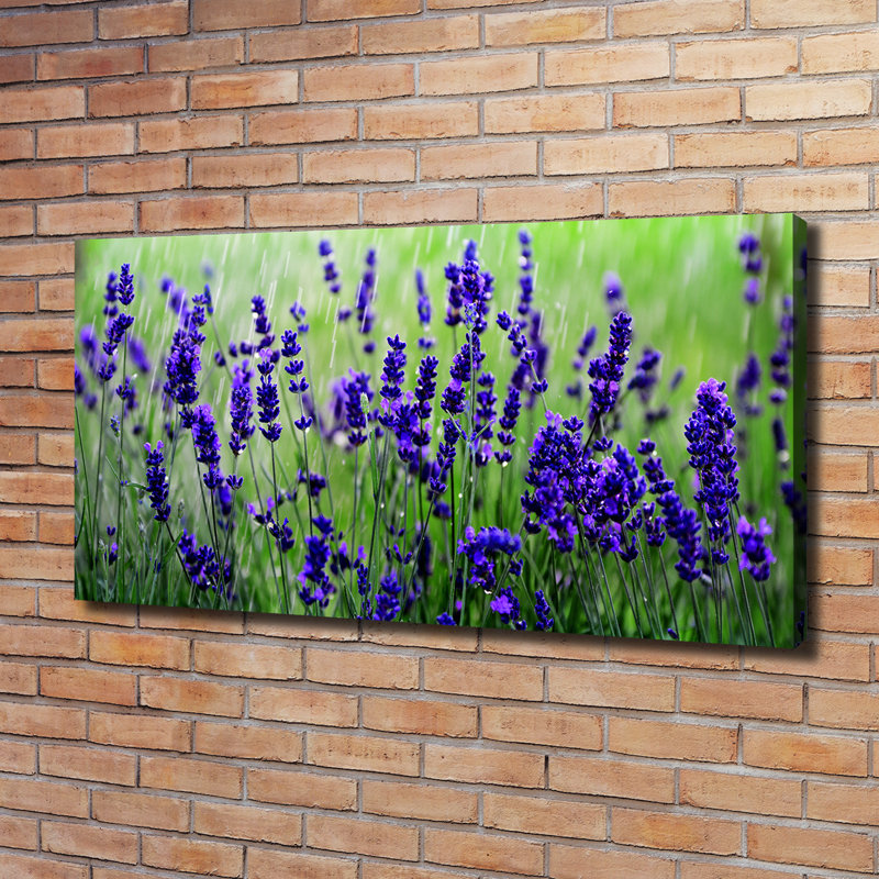Lavender - Wrapped Canvas Print