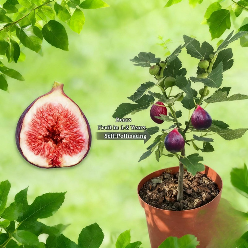 Fig Tree Live Sapling, High Yield Fruit Plant