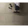 Apollo 24-in x 24-in Multi-Level Loop Adhesive Carpet Tile (48-sq ft)