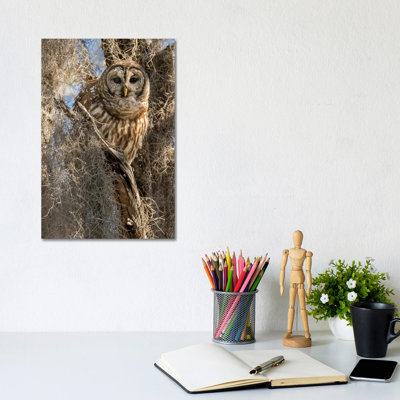Barred Owl, Aka Hoot Owl In Tree, Florida, USA by Joe & Mary Ann McDonald - Gallery-Wrapped Canvas Giclée on Canvas