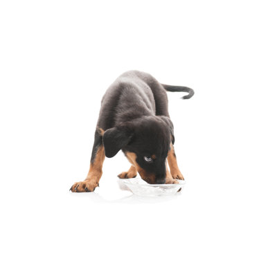Rottweiler par 101Cats