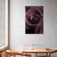 Harnek rose mauve foncé I-115147848