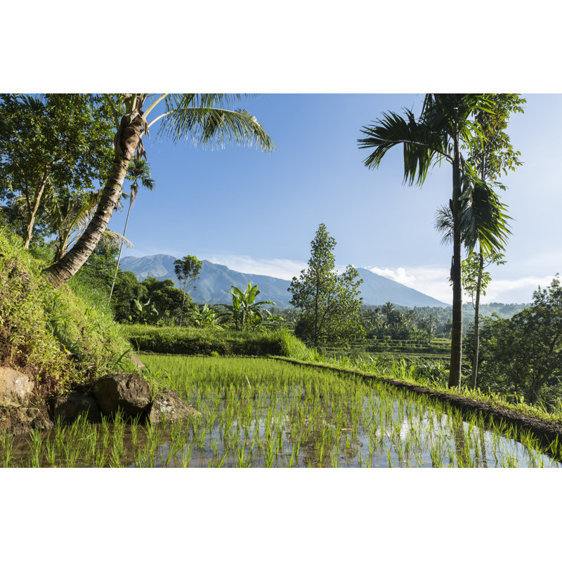 Rice Field Facing by Joakimbkk, 24" H x 36" W