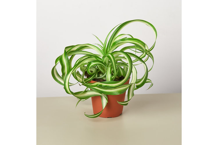 green and white spider plant in pot