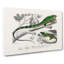 Green Iguana and Lizard by Charles D' Orbigny - Wrapped Canvas-55360266