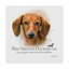 « red smooth teckel », reproduction d’impression sur toile tendue-26858758