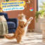 Ensemble de 30 balles en peluche arc-en-ciel pour chat, balles pompon douces et duveteuses de 3 cm pour le jeu et l'exercice des chatons