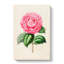 Illustration of a Pink Garden Rose - Wrapped Canvas-55360157