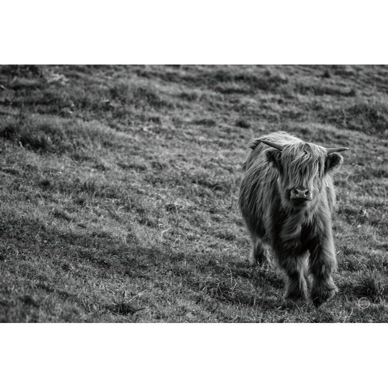 Highland Cow Calf In The Wind - Impression sur toile tendue, H 12 po x l 18 po, Non, Cadre flottant doré