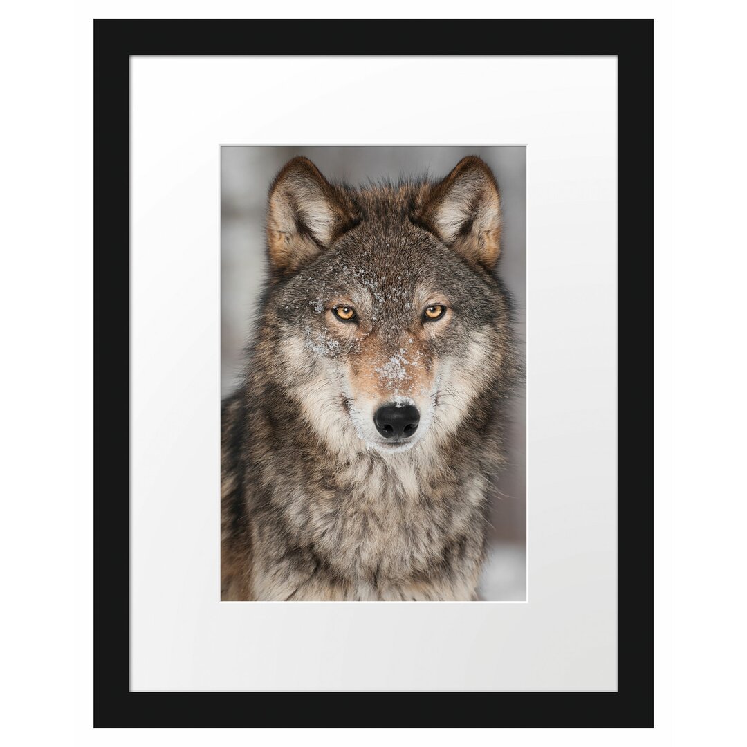 Gerahmtes Poster Wachsamer Wolf