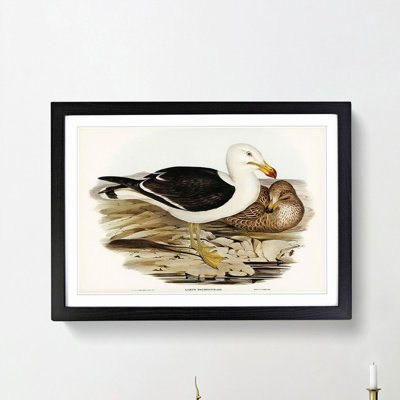Pacific Gull by Elizabeth Gould - Framed Print