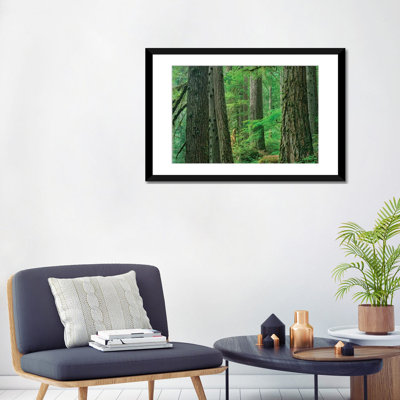 Forêt de cèdres de l'Ouest, forêt des Patriarches, parc national du Mont Rainier, Washington, par Tim Fitzharris - reproduction de photo sur toile tendue
