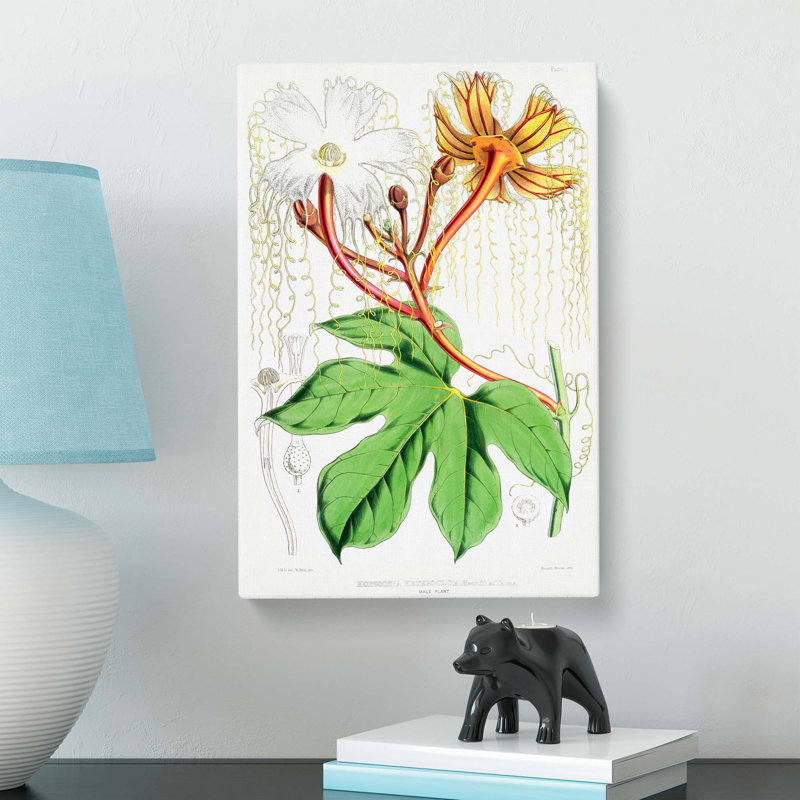 Himalayan Flowers Illustration PL. 1 by W. H. Fitch - Wrapped Canvas, 50cm H x 35cm W x 3cm D