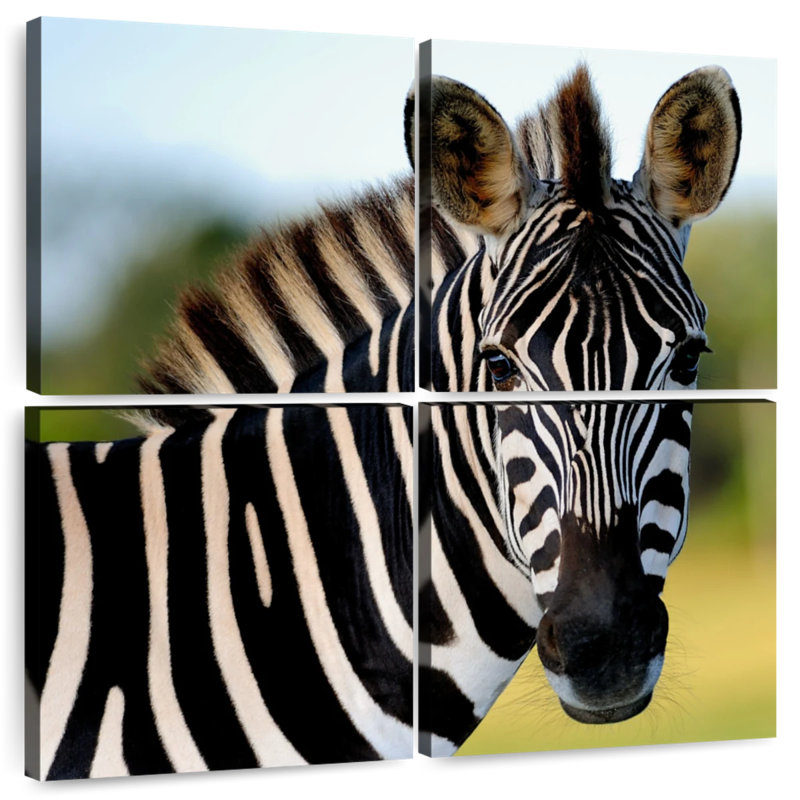 Brampt Staring Zebra
