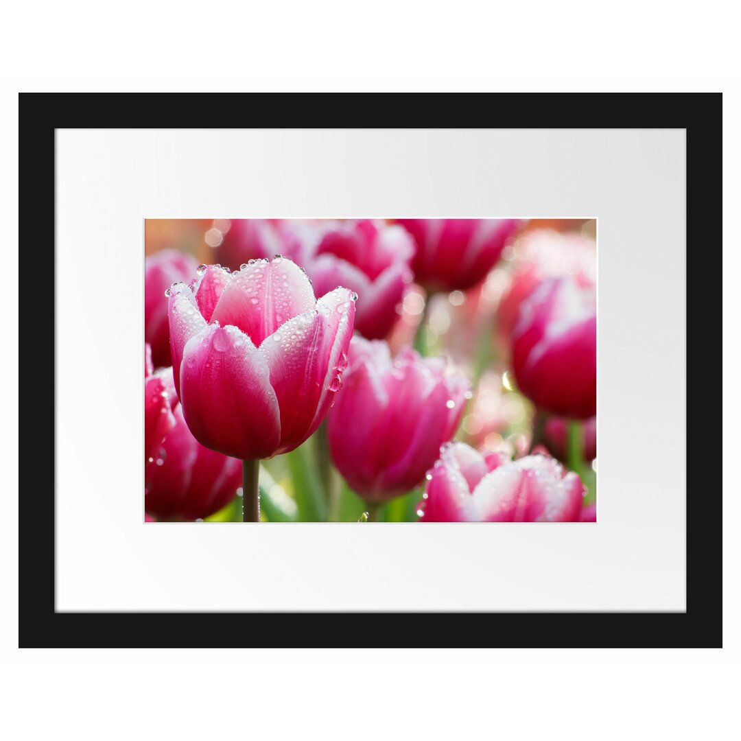 Gerahmtes Poster Tulpen mit Morgentau