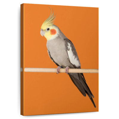 Brampt Cockatiel