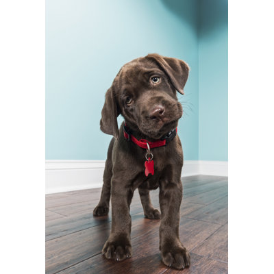 A Standing Chocolate Labrador Puppy - No Frame Print on Canvas