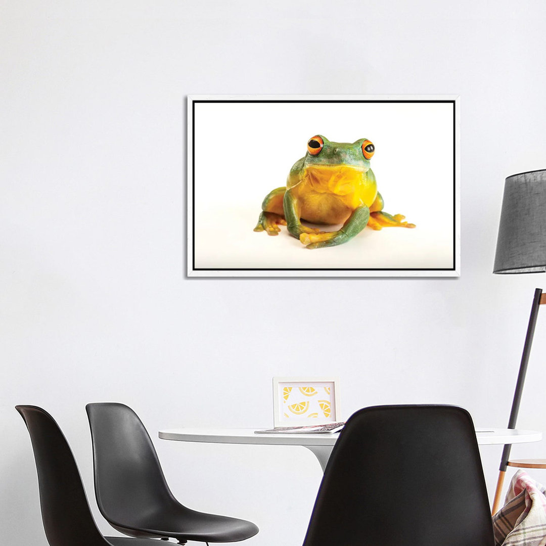 An Orange Eyed Tree Frog At Wild Life Sydney Zoo von Joel Sartore - Gallery-Wrapped Canvas Giclée on Canvas