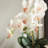 Stiles Handmade Light Pink Orchid with Root Ball