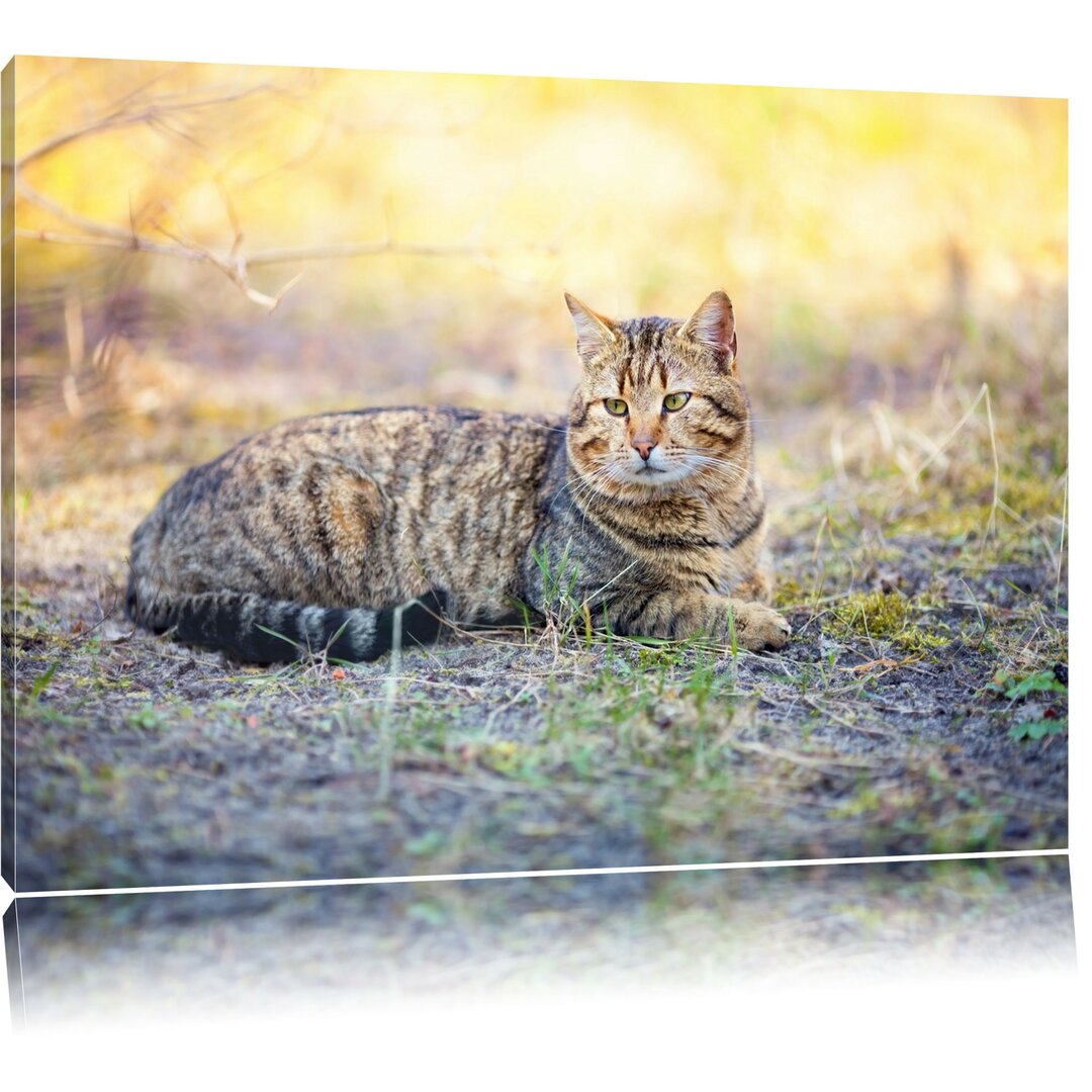 Leinwandbild Ruhende Katze im Wald