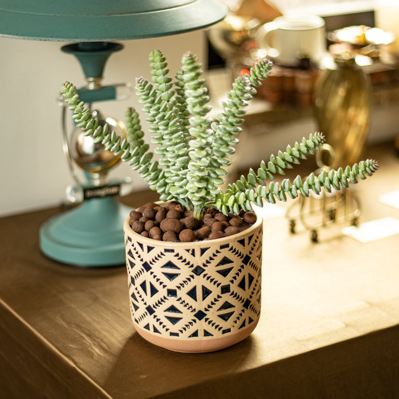 Pot de fleurs succulentes Charnece
