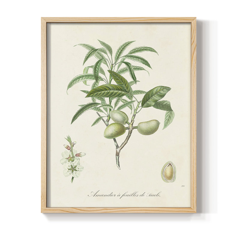 Antique Ammond Botanical II, reproduction encadrée - bois massif, H 15 po x l 12 po