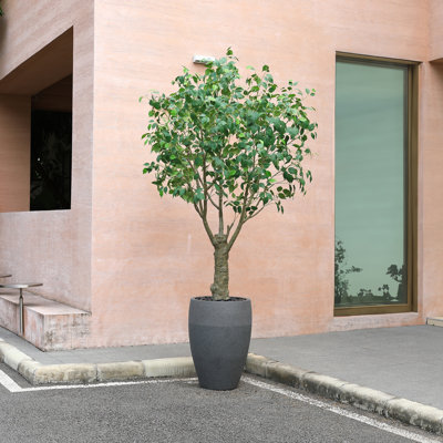 Adcock 8ft UV Resistant Artificial Ficus Tree with Grey Tall Planter, Faux Ficus Tree Outdoor Decor