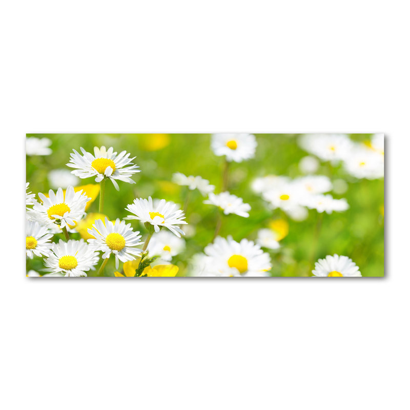 Daisies - Wrapped Canvas Print