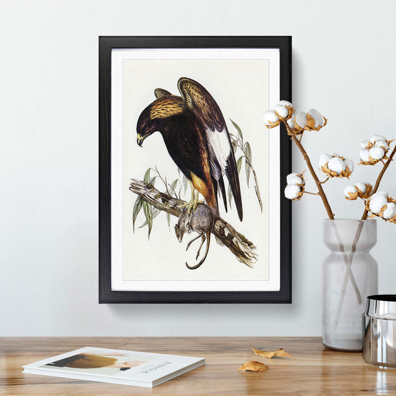 Black-Breasted Buzzard by Elizabeth Gould - Picture Frame Art Print, 36cm H x 27cm W x 2cm D, Black Framed