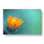 Blooming Orange Magnolia Flower in Abstract - Wrapped Canvas-55315585