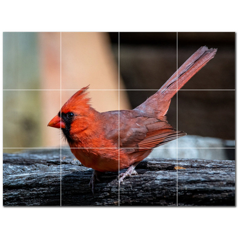 Photo d'oiseau 4,25 po x 4,25 po