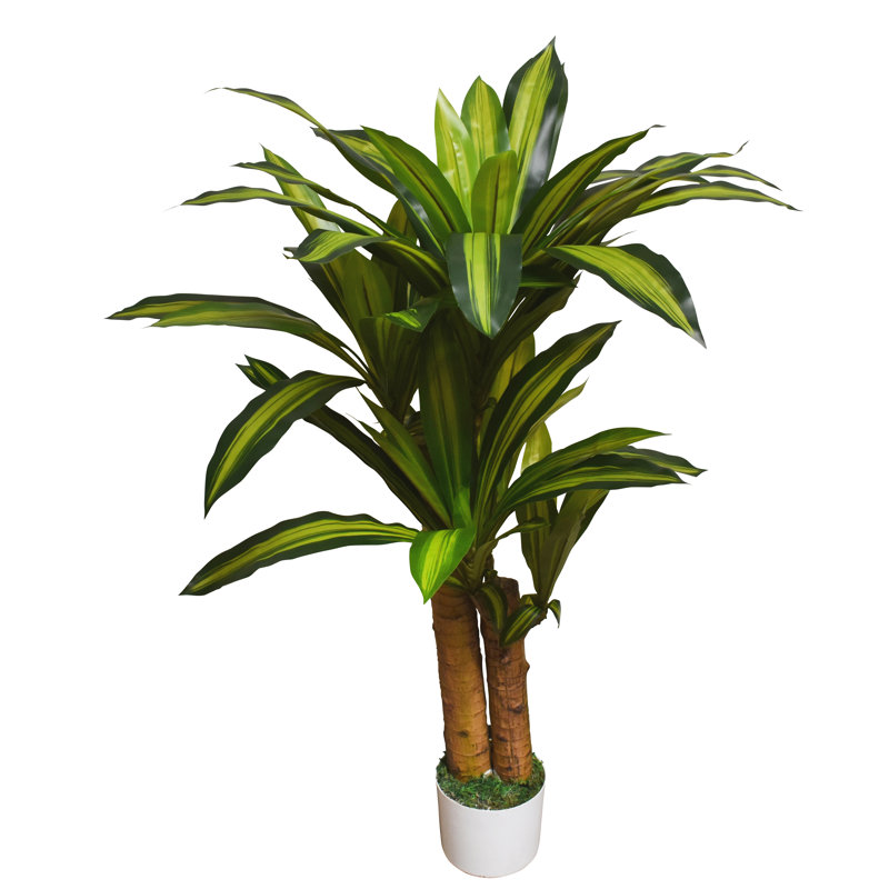 40 po Dracaena plante en pot blanc