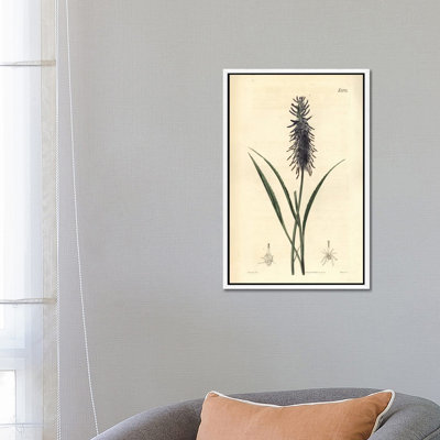 Scorzonera-Leaved Rampion, Phyteuma Scorzone by Florilegius - Gallery-Wrapped Canvas Giclée on Canvas