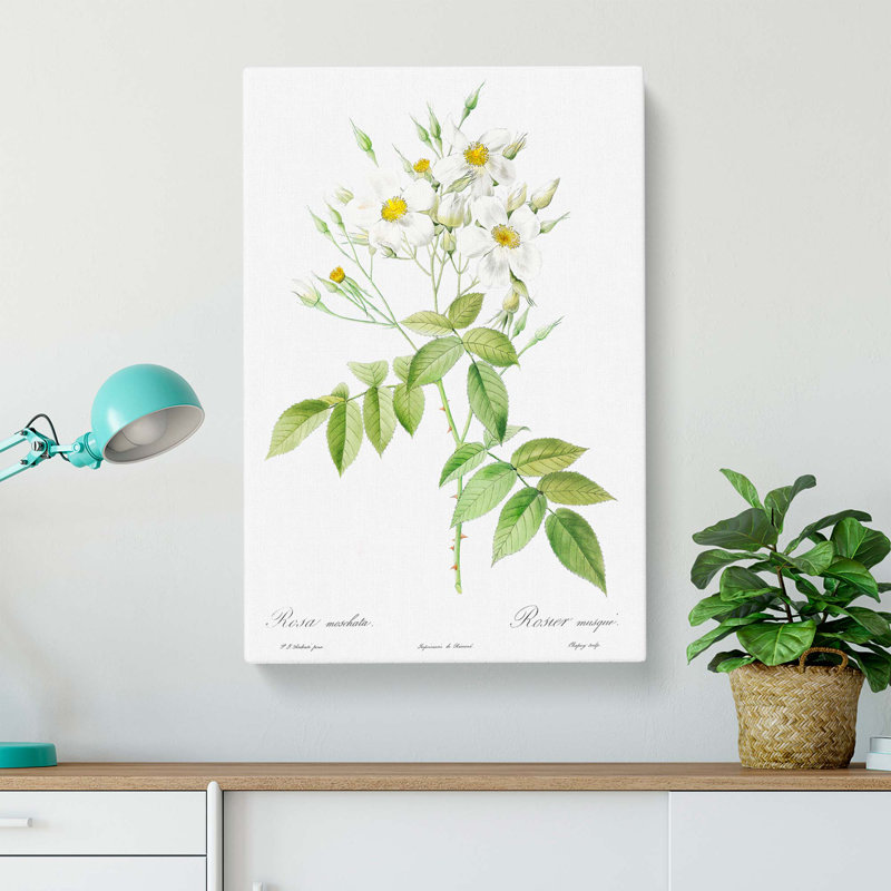 Musk Roses In White by Pierre-Joseph Redoute - Wrapped Canvas Painting, 50cm H x 35cm W x 3cm D