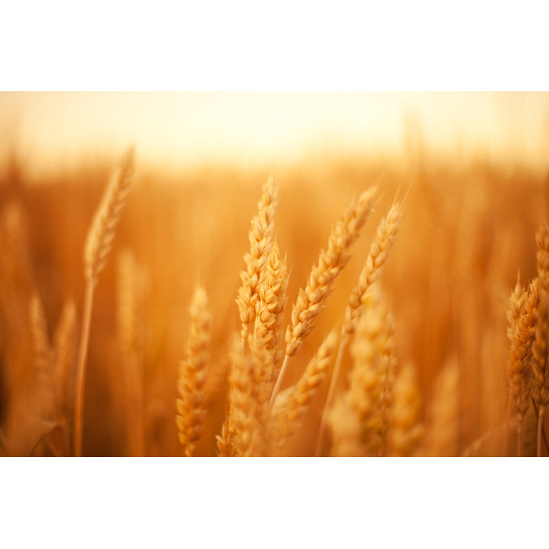 Close Up Of Wheat Ears In Field by Goldfaery - Print, 61cm H x 91cm W