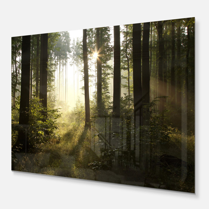 Early Morning Sun Green Forest Landscape Canvas Print