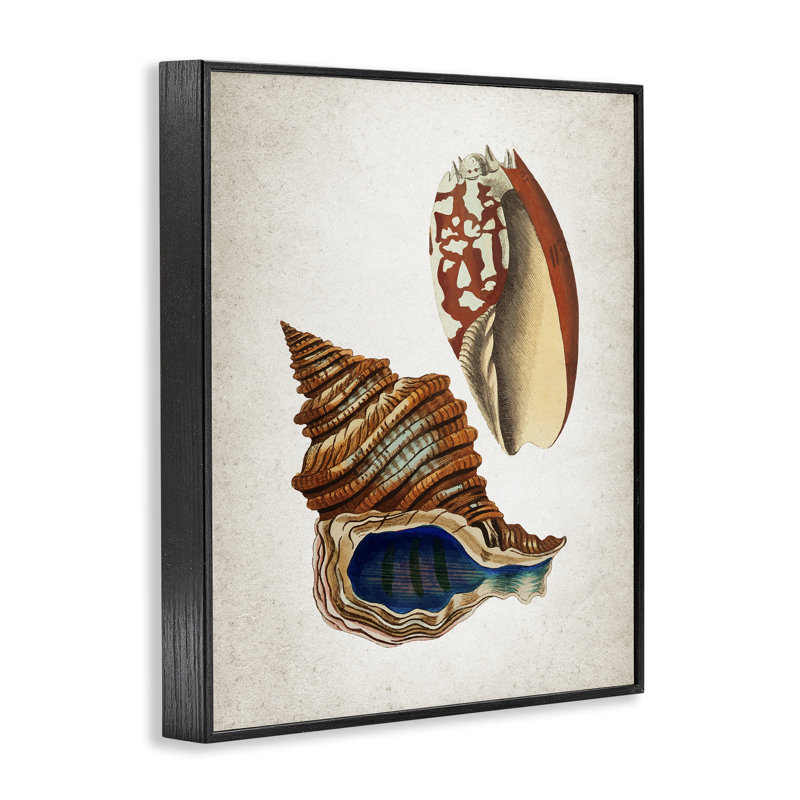 «Vintage Seashell Duo», estampe numérique, conception de Kim Allen, H 30 po x l 24 po, Giclée encadrée noir minuit