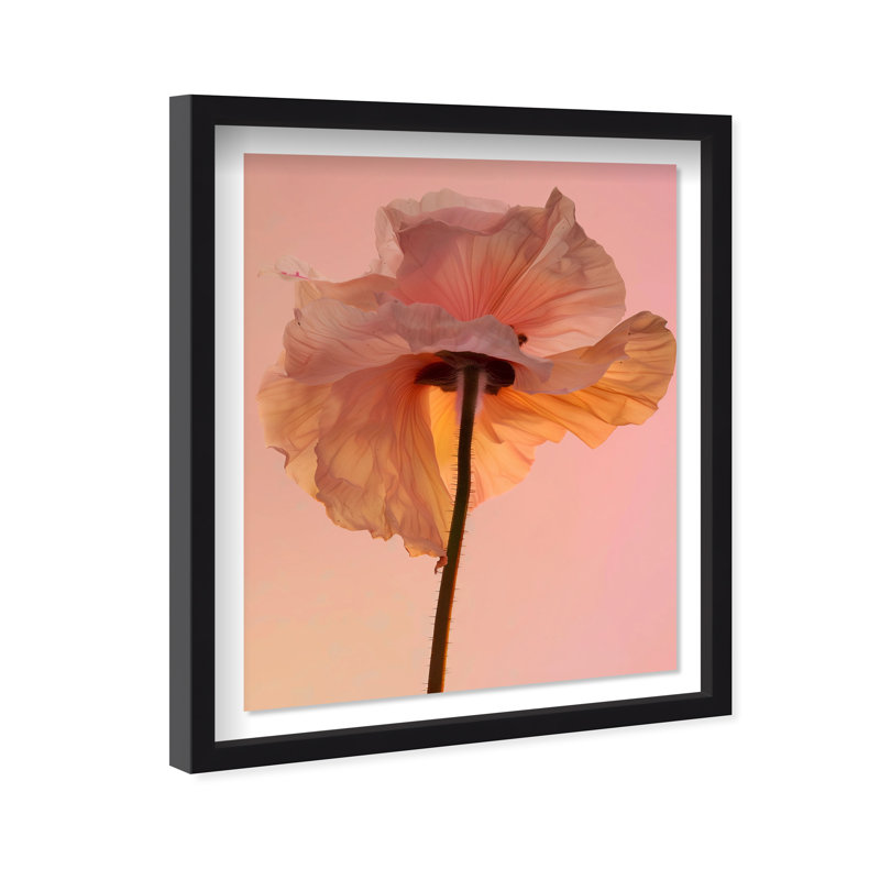 Amber Radiance IV Shadowbox Floral & Botanical Print by Oliver Gal, Black Frame, 16 x 20, 25.5"H x 31.5"W, Black Shadowbox