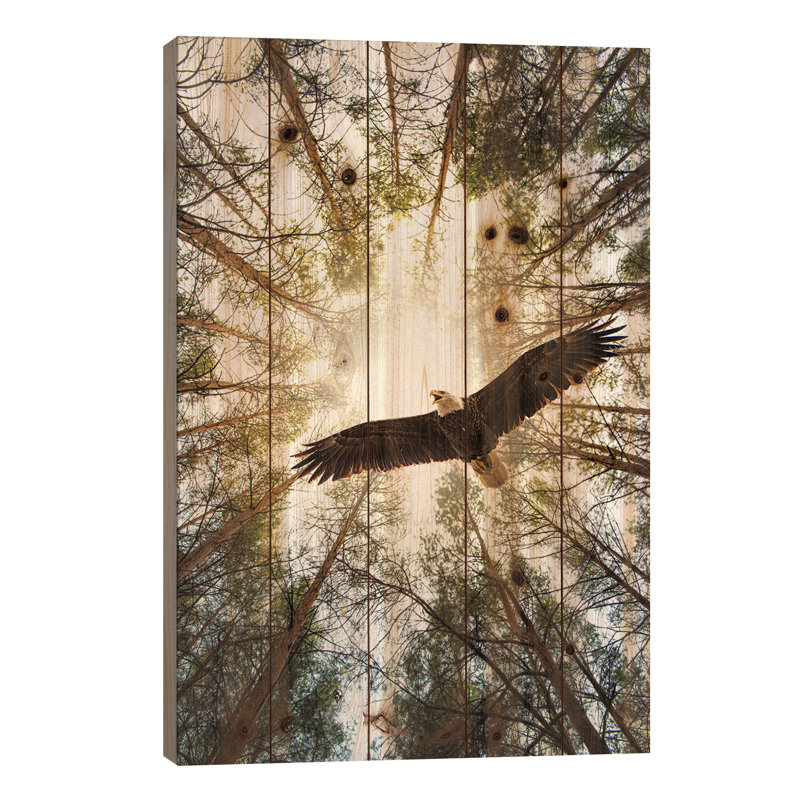 «Master of Heaven Bold Eagle» par Nik Rave - reproduction de photo sur toile tendue, H 26 po x l 18 po x 1,5 po, Bois
